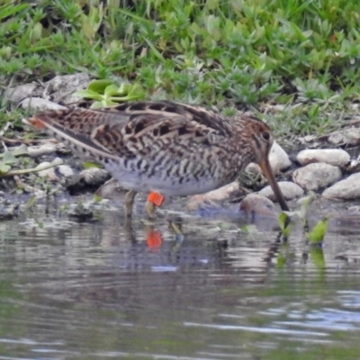 Gallinago hardwickii (Latham's Snipe) at Fyshwick, ACT - 15 Nov 2018 by RodDeb