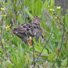 Gallinago hardwickii at Fyshwick, ACT - 15 Nov 2018