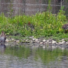 Gallinago hardwickii at Fyshwick, ACT - 15 Nov 2018