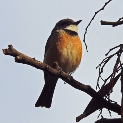 Pachycephala rufiventris (Rufous Whistler) at Fyshwick, ACT - 15 Nov 2018 by RodDeb