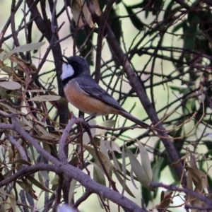 Pachycephala rufiventris at Fyshwick, ACT - 15 Nov 2018