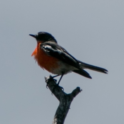 Petroica phoenicea (Flame Robin) at Mount Clear, ACT - 31 Oct 2018 by SWishart