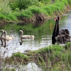 Cygnus atratus (Black Swan) at Jerrabomberra Wetlands - 15 Nov 2018 by RodDeb