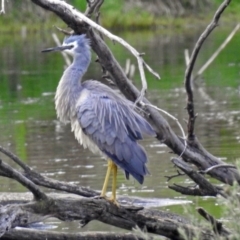 Egretta novaehollandiae (White-faced Heron) at Jerrabomberra Wetlands - 15 Nov 2018 by RodDeb