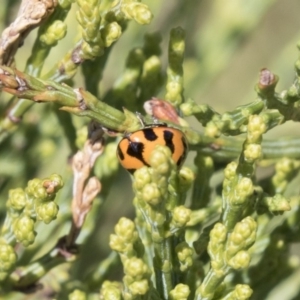 Coccinella transversalis at Dunlop, ACT - 15 Nov 2018