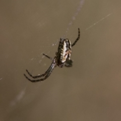 Plebs bradleyi (Enamelled spider) at Namadgi National Park - 30 Oct 2018 by SWishart