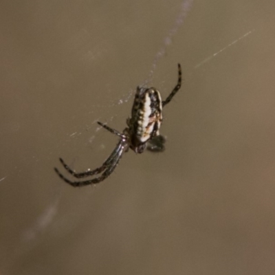 Plebs bradleyi (Enamelled spider) at Mount Clear, ACT - 31 Oct 2018 by SWishart