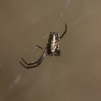 Plebs bradleyi (Enamelled spider) at Mount Clear, ACT - 30 Oct 2018 by SWishart