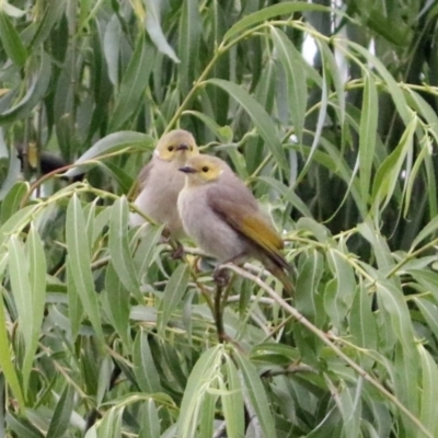 Ptilotula penicillata (White-plumed Honeyeater) at Fyshwick, ACT - 15 Nov 2018 by RodDeb