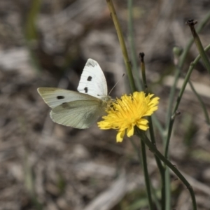 Pieris rapae at Holt, ACT - 15 Nov 2018