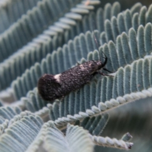 Leistomorpha brontoscopa at Mount Clear, ACT - 31 Oct 2018 10:55 AM