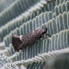 Leistomorpha brontoscopa at Mount Clear, ACT - 31 Oct 2018