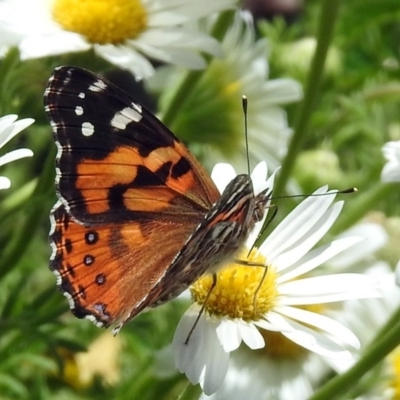 Vanessa kershawi (Australian Painted Lady) at ANBG - 16 Nov 2018 by RodDeb