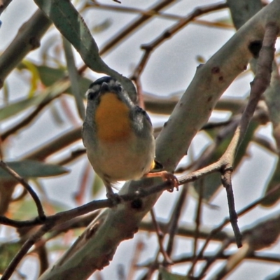 Pardalotus punctatus (Spotted Pardalote) at Acton, ACT - 16 Nov 2018 by RodDeb