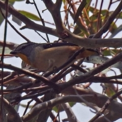 Pardalotus punctatus at Acton, ACT - 16 Nov 2018 12:10 PM