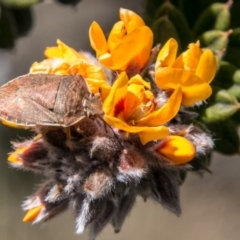 Dictyotus caenosus (Brown Shield Bug) at Namadgi National Park - 31 Oct 2018 by SWishart