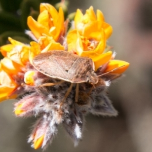 Dictyotus caenosus at Mount Clear, ACT - 31 Oct 2018 11:54 AM