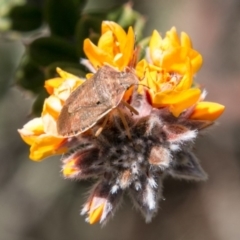 Dictyotus caenosus at Mount Clear, ACT - 31 Oct 2018 11:54 AM