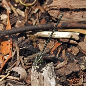 Austroargiolestes icteromelas at Acton, ACT - 16 Nov 2018