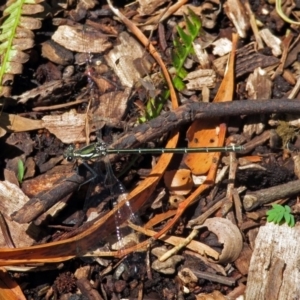 Austroargiolestes icteromelas at Acton, ACT - 16 Nov 2018 12:32 PM