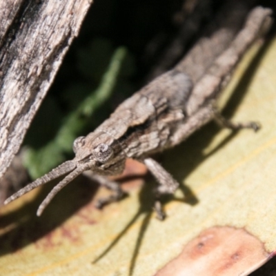 Coryphistes ruricola (Bark-mimicking Grasshopper) at Namadgi National Park - 31 Oct 2018 by SWishart