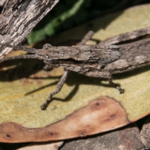 Coryphistes ruricola at Mount Clear, ACT - 31 Oct 2018