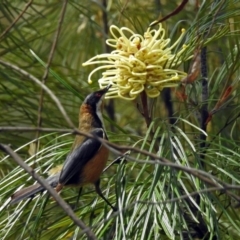 Acanthorhynchus tenuirostris (Eastern Spinebill) at ANBG - 15 Nov 2018 by RodDeb