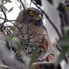 Tachyspiza fasciata (Brown Goshawk) at Acton, ACT - 16 Nov 2018 by RodDeb