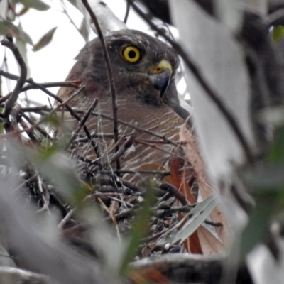 Accipiter fasciatus (Brown Goshawk) at ANBG - 15 Nov 2018 by RodDeb