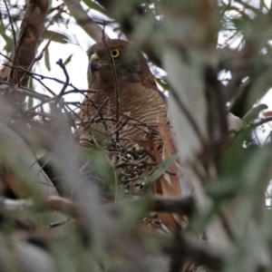 Accipiter fasciatus at Acton, ACT - 16 Nov 2018