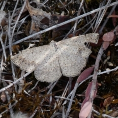 Taxeotis intextata (Looper Moth, Grey Taxeotis) at Theodore, ACT - 16 Nov 2018 by owenh