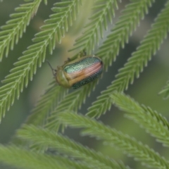 Calomela parilis (Leaf beetle) at Dunlop, ACT - 15 Nov 2018 by AlisonMilton