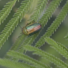 Calomela parilis (Leaf beetle) at Dunlop, ACT - 14 Nov 2018 by AlisonMilton