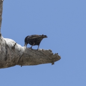 Sturnus vulgaris at Strathnairn, ACT - 15 Nov 2018 11:00 AM