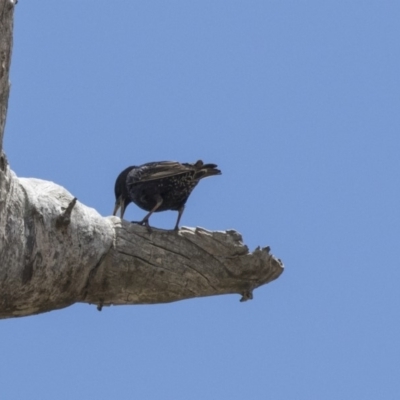 Sturnus vulgaris (Common Starling) at Strathnairn, ACT - 15 Nov 2018 by AlisonMilton