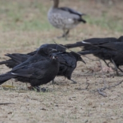 Corcorax melanorhamphos (White-winged Chough) at Holt, ACT - 15 Nov 2018 by AlisonMilton