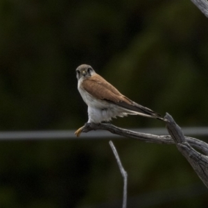 Falco cenchroides at Dunlop, ACT - 15 Nov 2018 12:07 PM