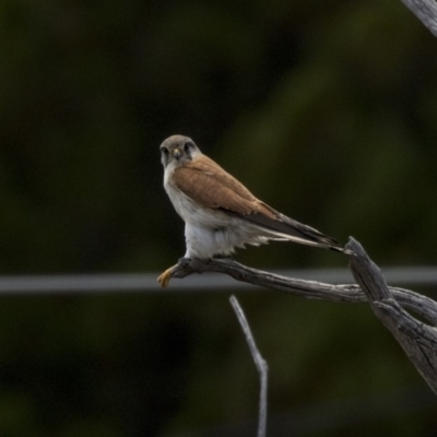 Falco cenchroides (Nankeen Kestrel) at Dunlop, ACT - 15 Nov 2018 by AlisonMilton
