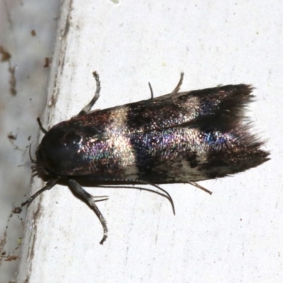 Crossophora semiota (A Concealer moth) at Ainslie, ACT - 7 Nov 2018 by jbromilow50