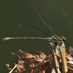 Austroargiolestes icteromelas (Common Flatwing) at ANBG - 16 Nov 2018 by JohnBundock