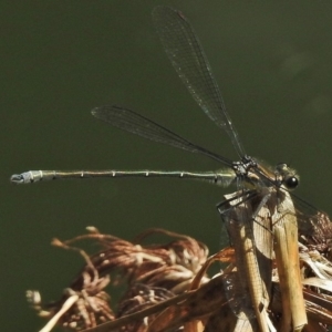 Austroargiolestes icteromelas at Acton, ACT - 16 Nov 2018 03:17 PM