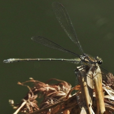 Austroargiolestes icteromelas (Common Flatwing) at ANBG - 16 Nov 2018 by JohnBundock