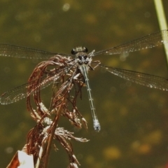 Austroargiolestes icteromelas at Acton, ACT - 16 Nov 2018 03:17 PM