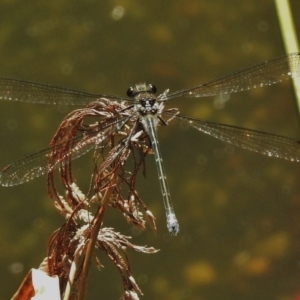 Austroargiolestes icteromelas at Acton, ACT - 16 Nov 2018 03:17 PM