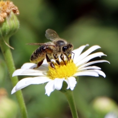 Apis mellifera (European honey bee) at ANBG - 16 Nov 2018 by RodDeb