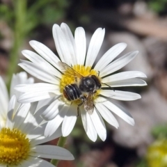 Megachile (Eutricharaea) sp. (genus & subgenus) (Leaf-cutter Bee) at ANBG - 16 Nov 2018 by RodDeb