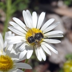 Megachile (Eutricharaea) sp. (subgenus) (Leaf-cutter Bee) at Acton, ACT - 16 Nov 2018 by RodDeb