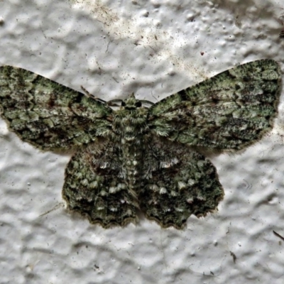 Hypodoxa muscosaria (Textured Emerald) at ANBG - 16 Nov 2018 by RodDeb