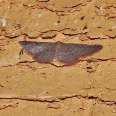 Idaea (genus) (A Geometer Moth) at Wanniassa, ACT - 16 Nov 2018 by JohnBundock