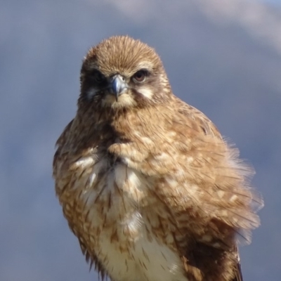 Falco berigora (Brown Falcon) at Rendezvous Creek, ACT - 8 Nov 2018 by roymcd